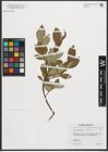 Foto von Salix phylicifolia L. x Salix starkeana Willd.